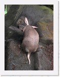 Dierentuin Burgers  Zoo 038 * 3648 x 2736 * (5.82MB)